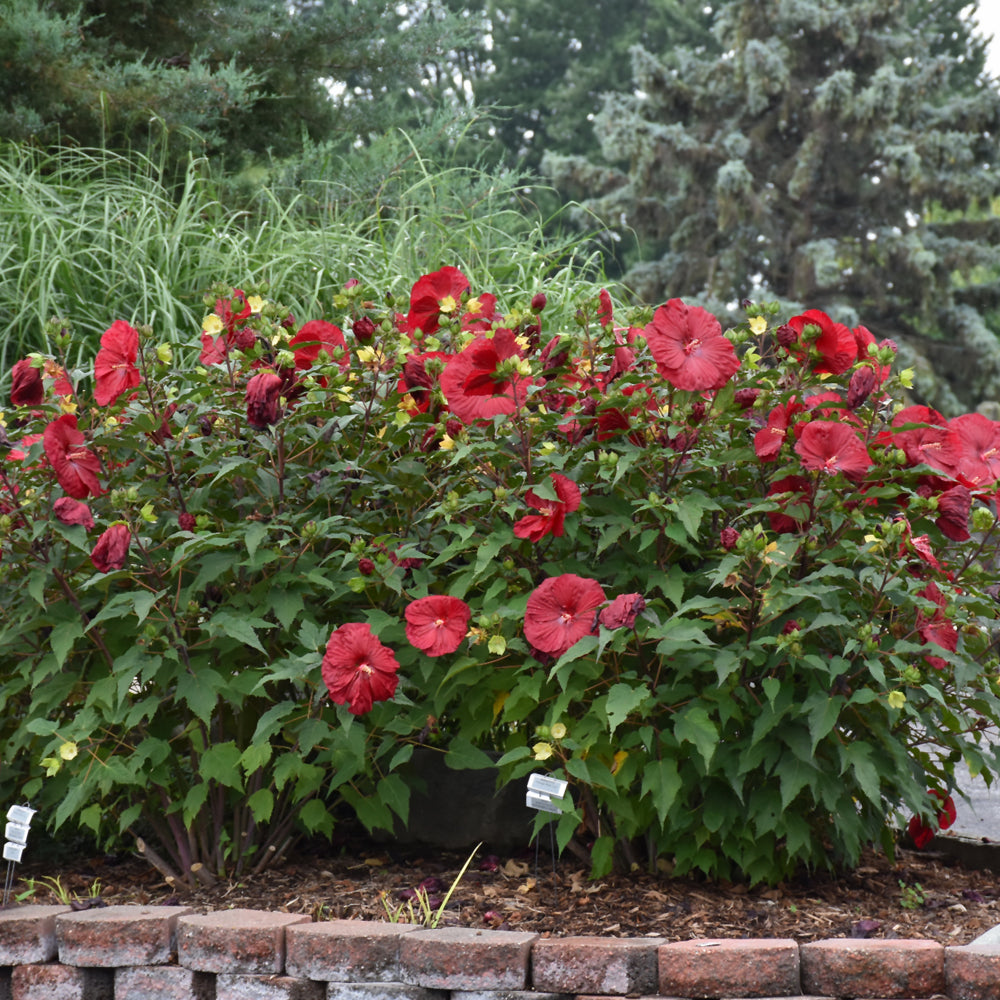 HIBISCUS VINTAGE WINE