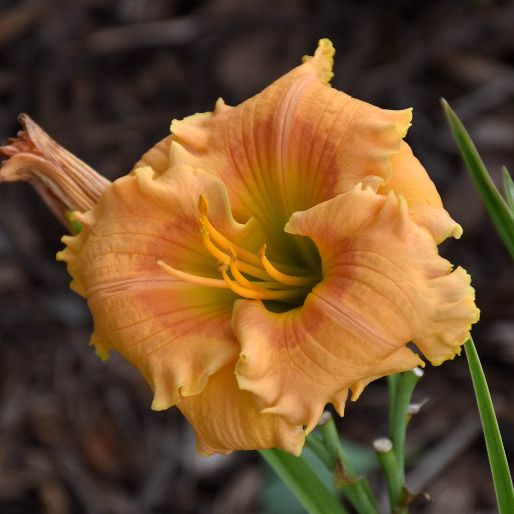 HEMEROCALLIS ORANGE SMOOTHIE