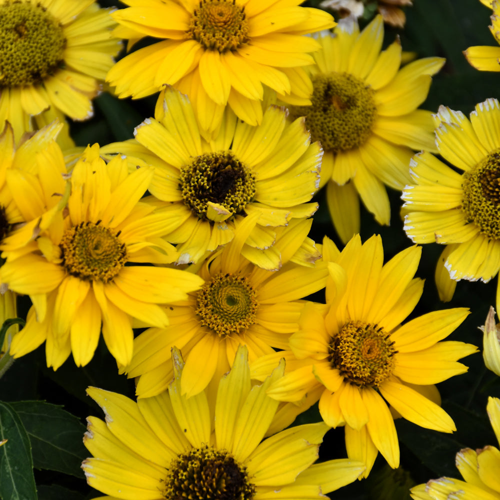 HELIOPSIS OR DE TOSCANE