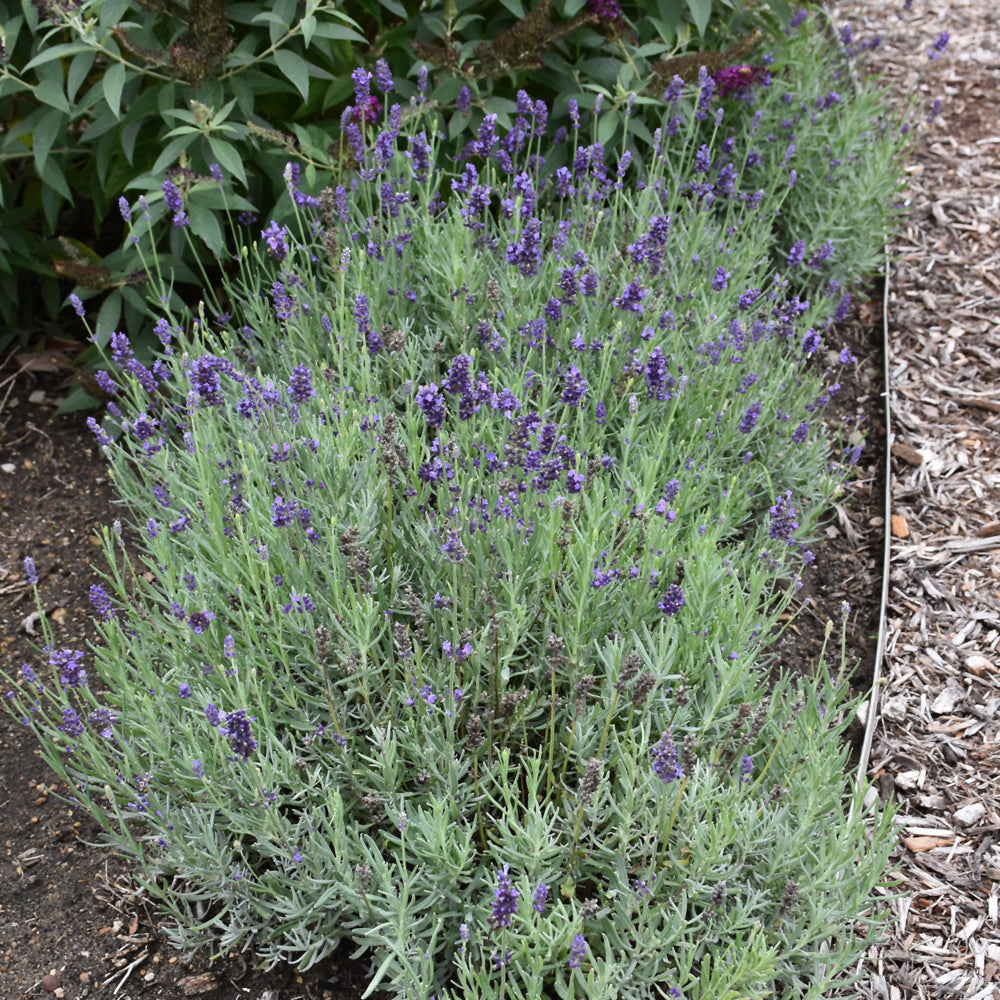 LAVANDULA SWEET ROMANCE