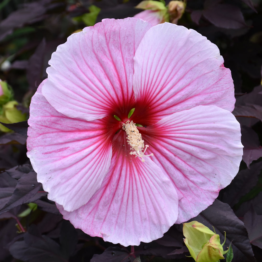 HIBISCUS STARRY STARRY NIGHT