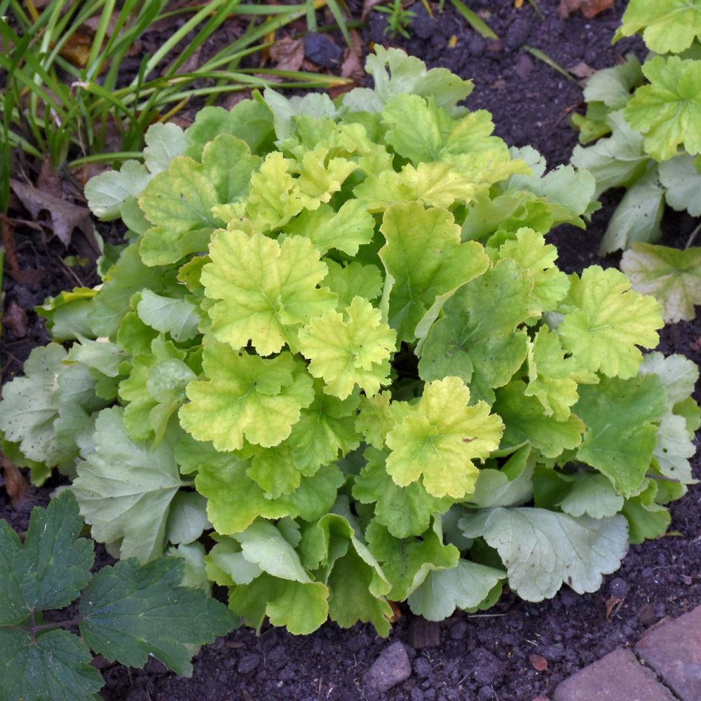 HEUCHERA NORTHERN EXPOSURE LIME