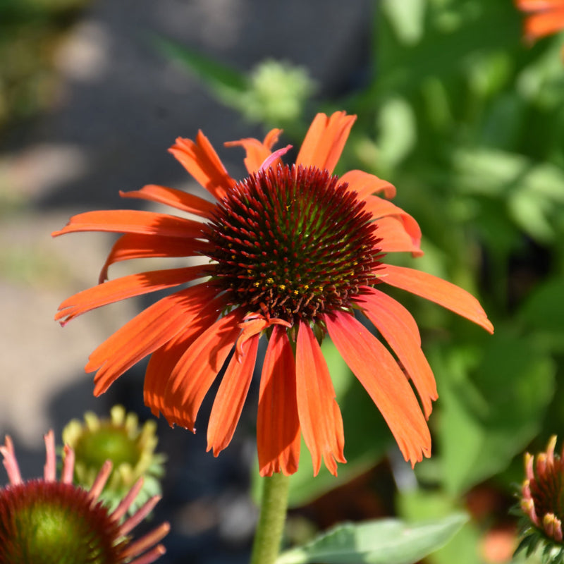 ECHINACEA BUTTERFLY ORANGE SKIPPER