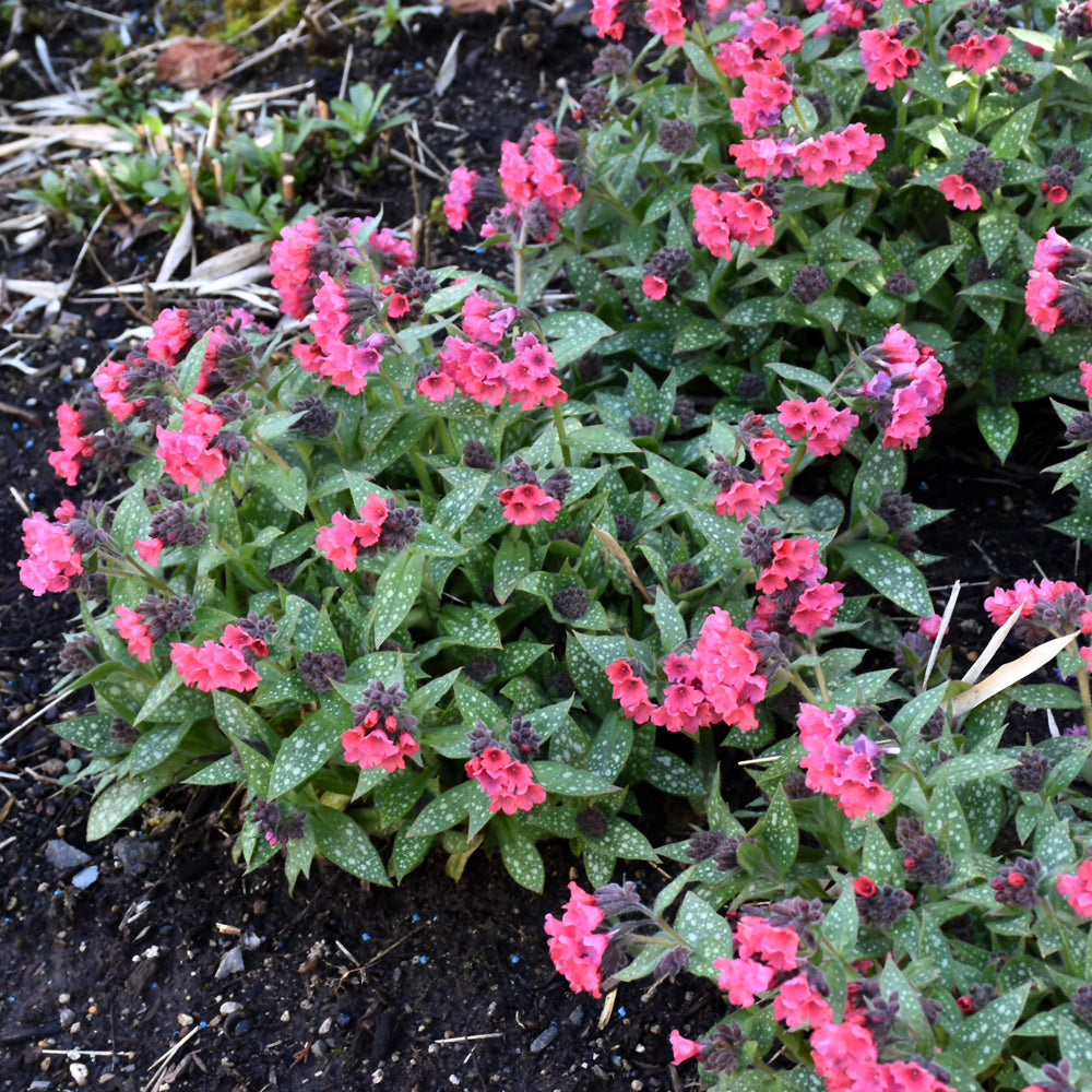 PULMONARIA SHRIMPS ON THE BARBIE