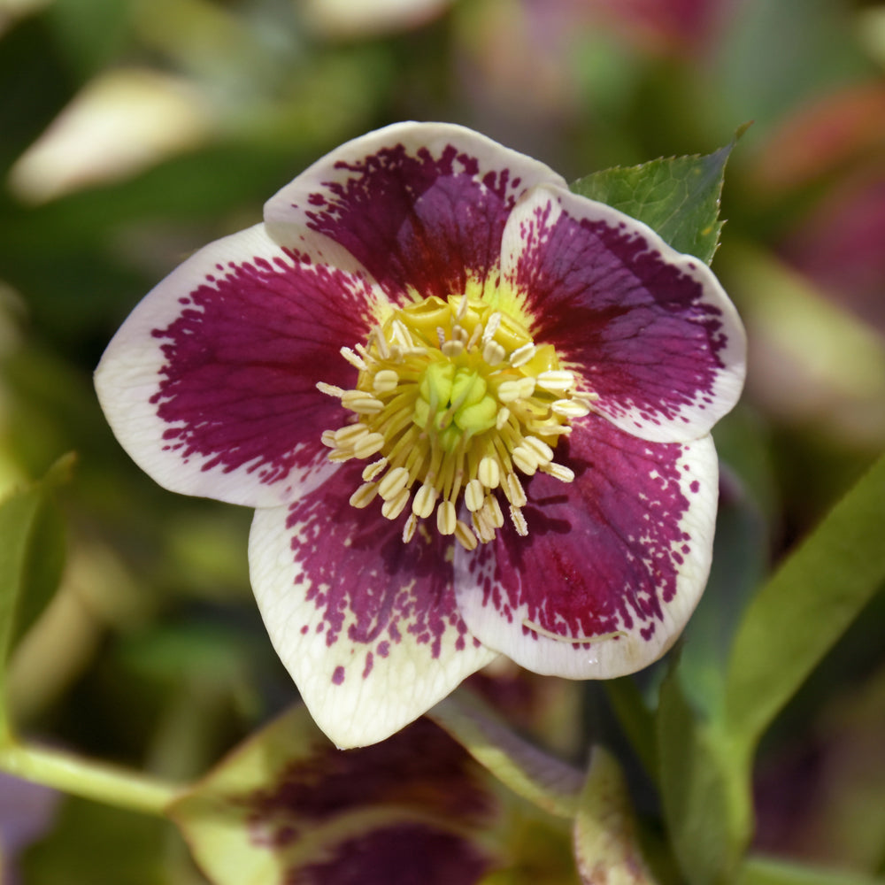 HELLEBORUS ROMANTIC GETAWAY