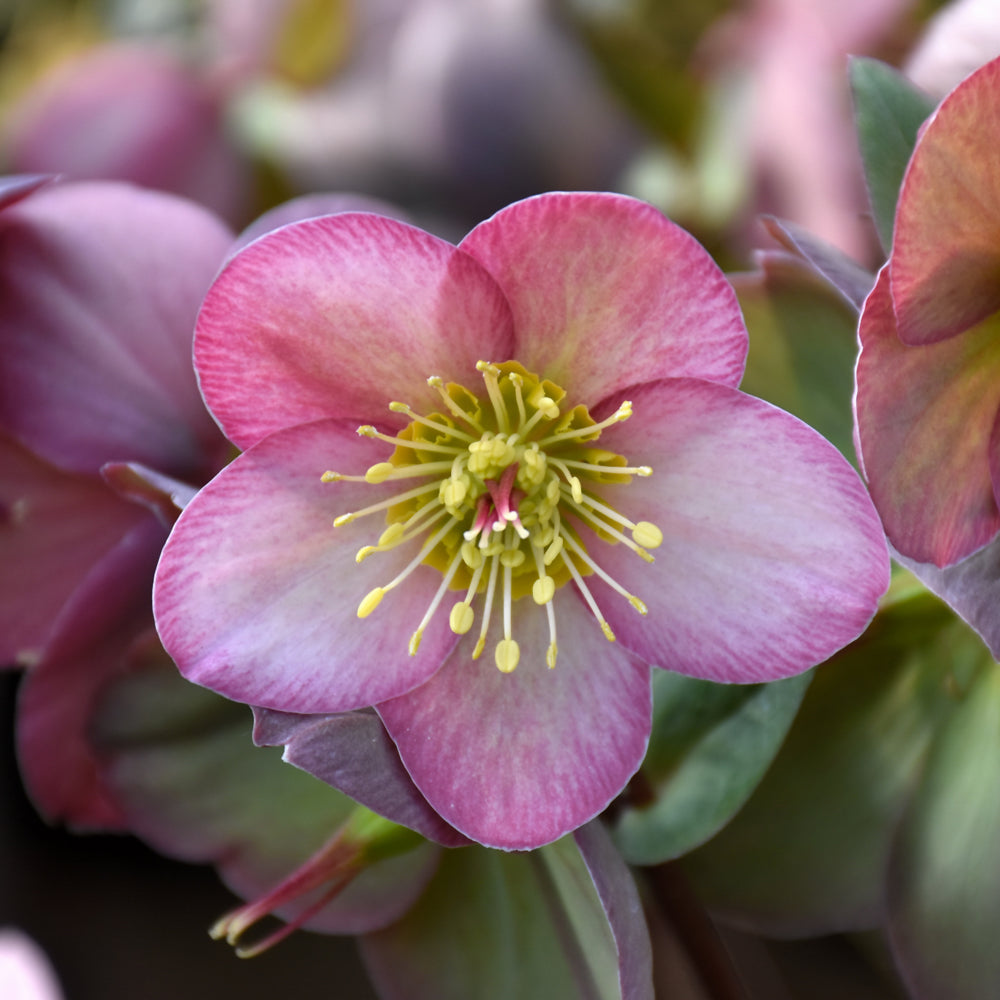 HELLEBORUS CHERYLS SHINE