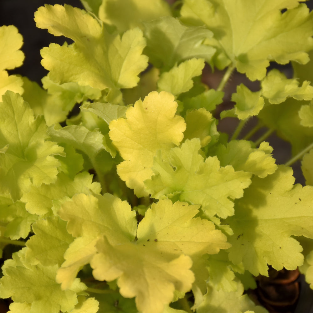 HEUCHERA LIME MARMALADE