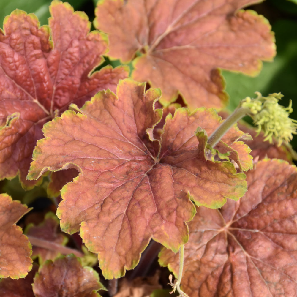 HEUCHERA DELTA DAWN