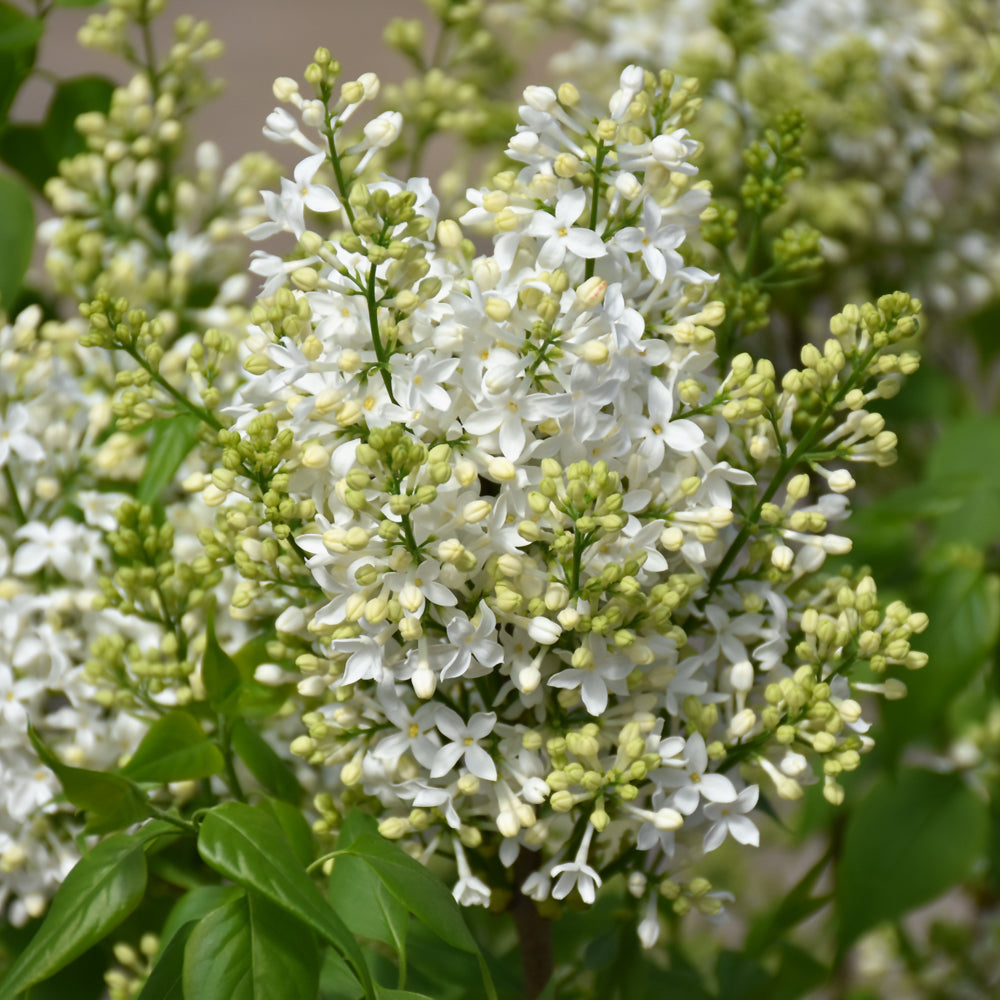 LILAC MOUNT BAKER