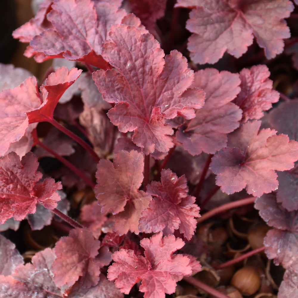 HEUCHERA CAJUN FIRE