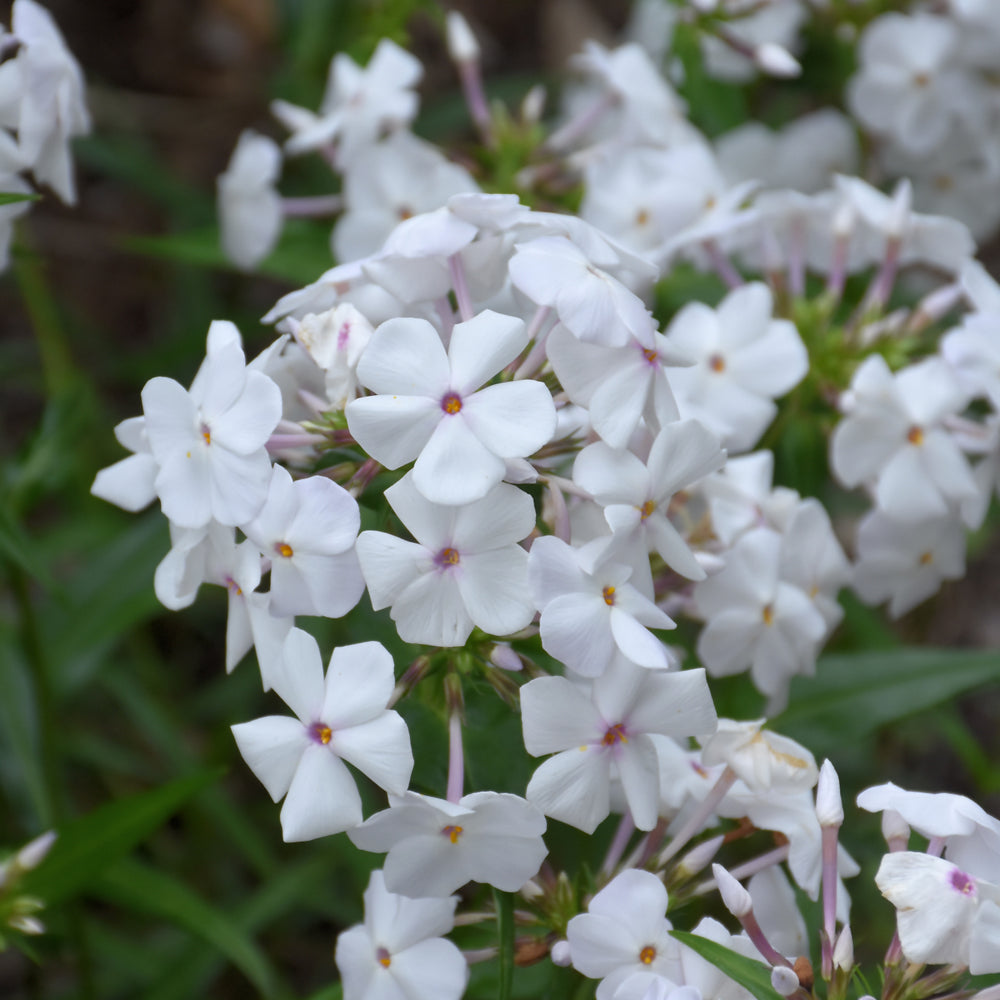 PHLOX MINNIE PEARL