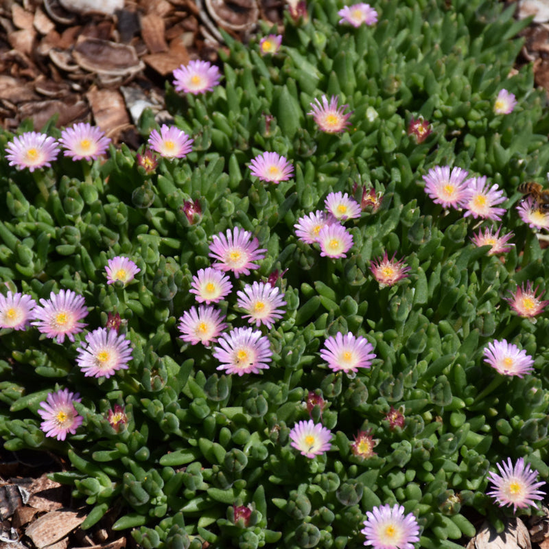 DELOSPERMA ROSE QUARTZ