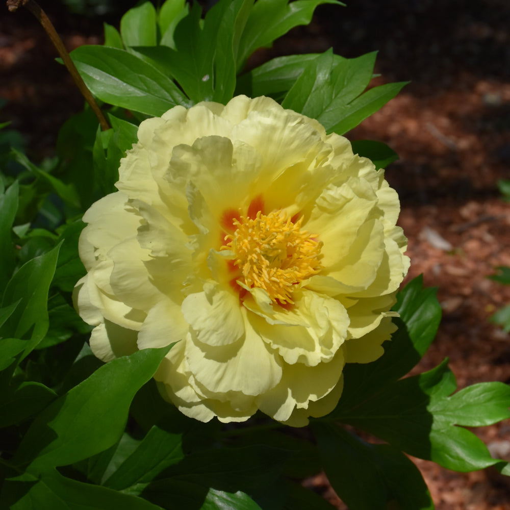 PAEONIA BARTZELLA