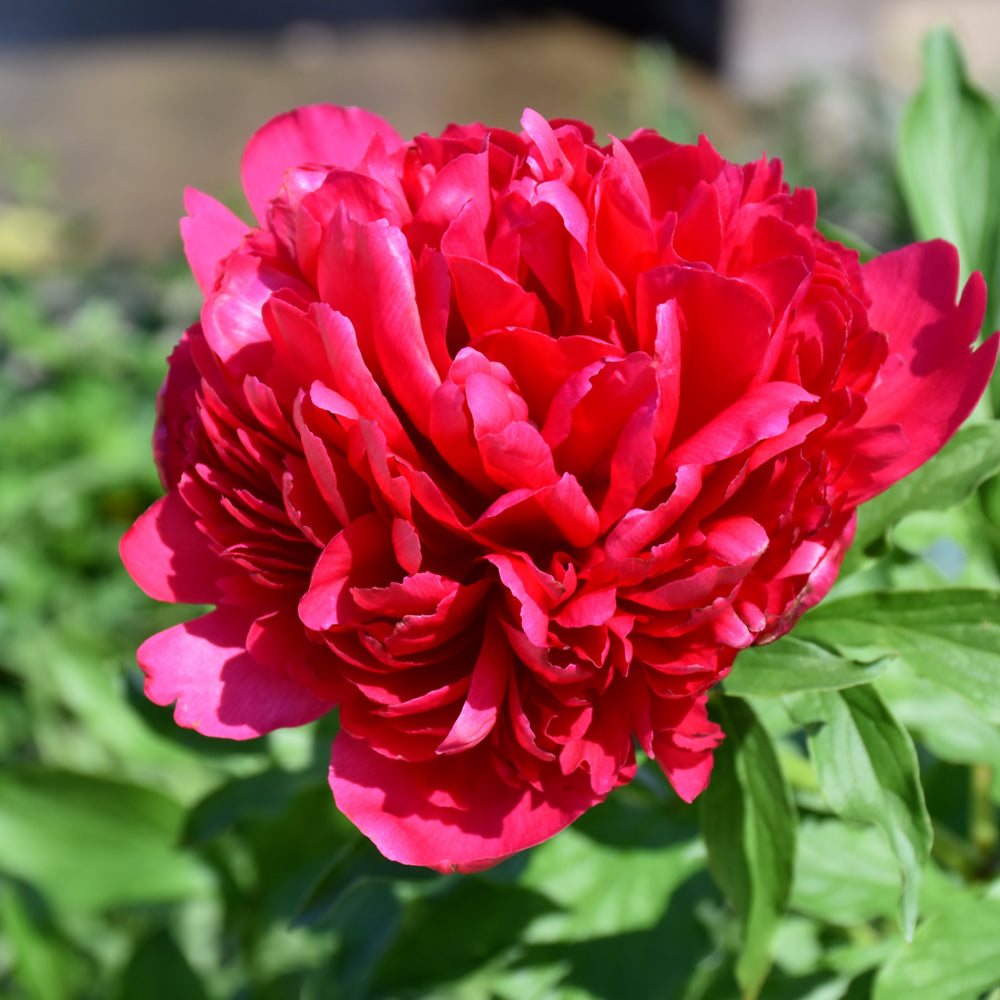 PAEONIA MANY HAPPY RETURNS