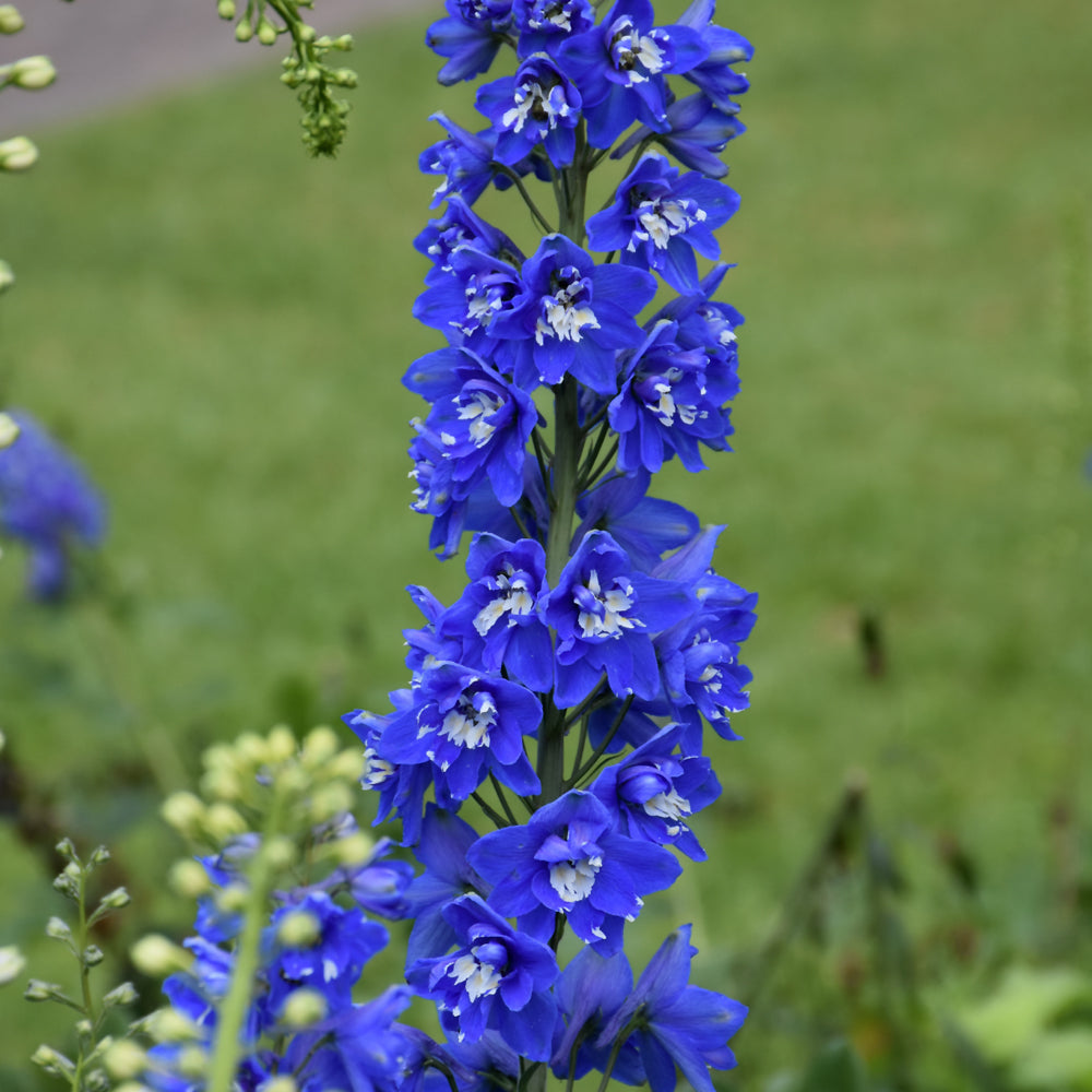DELPHINIUM BELLADONNA