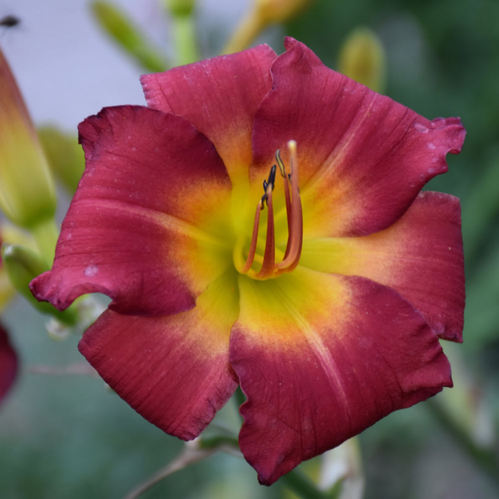 HEMEROCALLIS EARLYBIRD CARDINAL