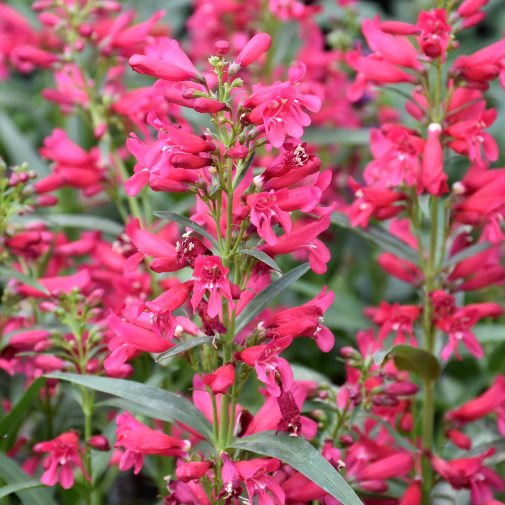 PENSTEMON RED RIDING HOOD