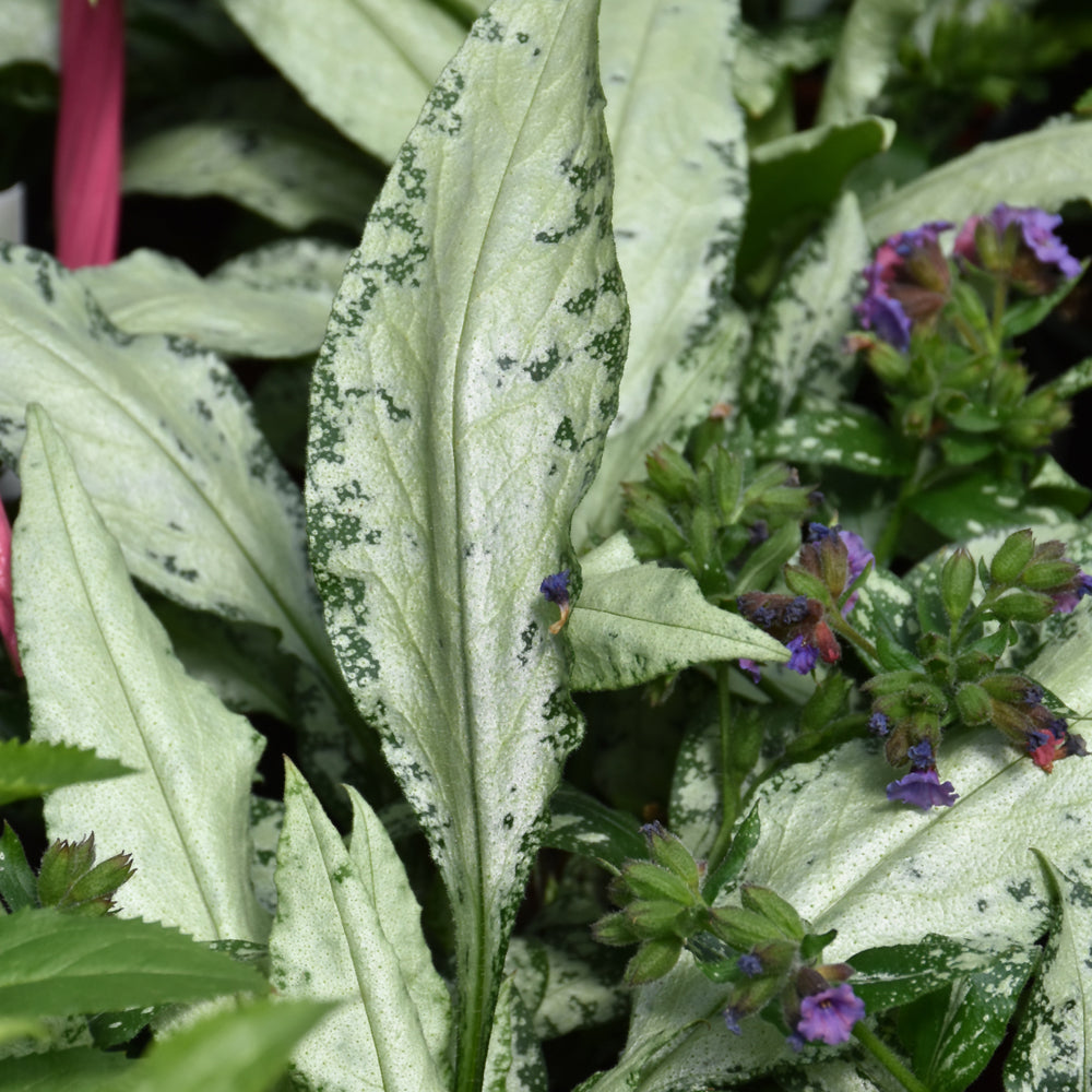PULMONARIA SILVER BOUQUET