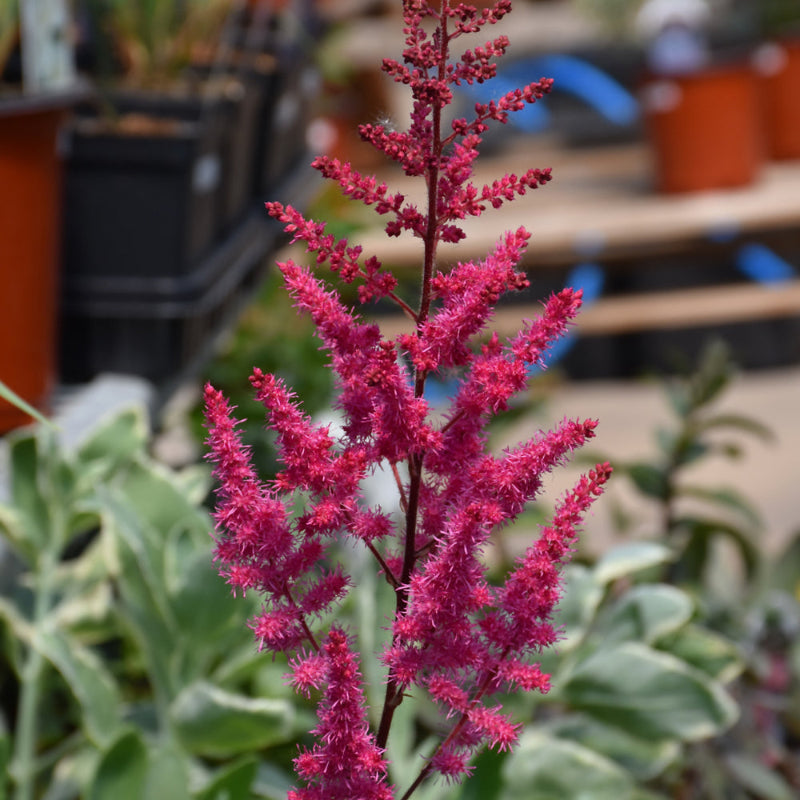 ASTILBE MIGHTY CHOCOLATE CHERRY