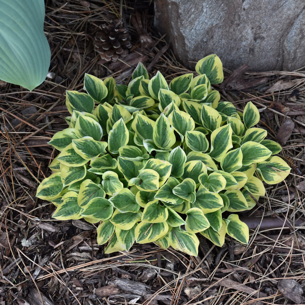 HOSTA CAMEO