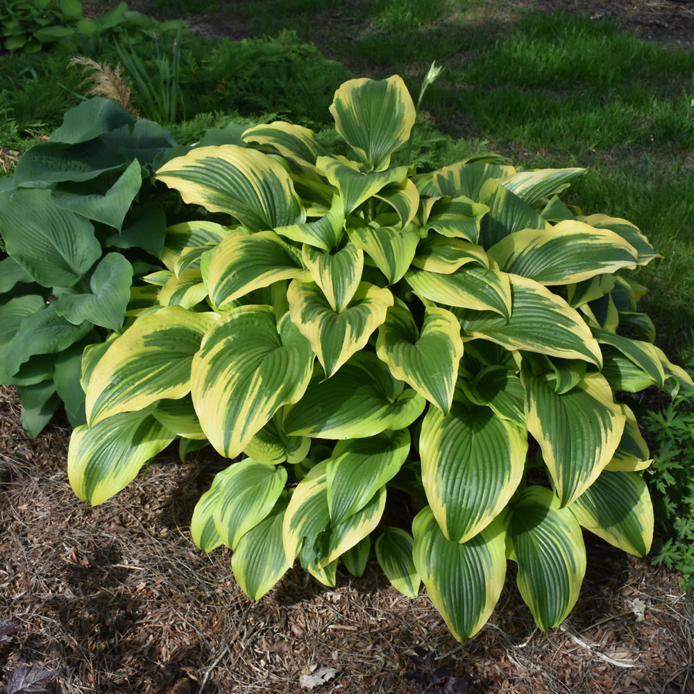 HOSTA MONTANA AUREOMARGINATA