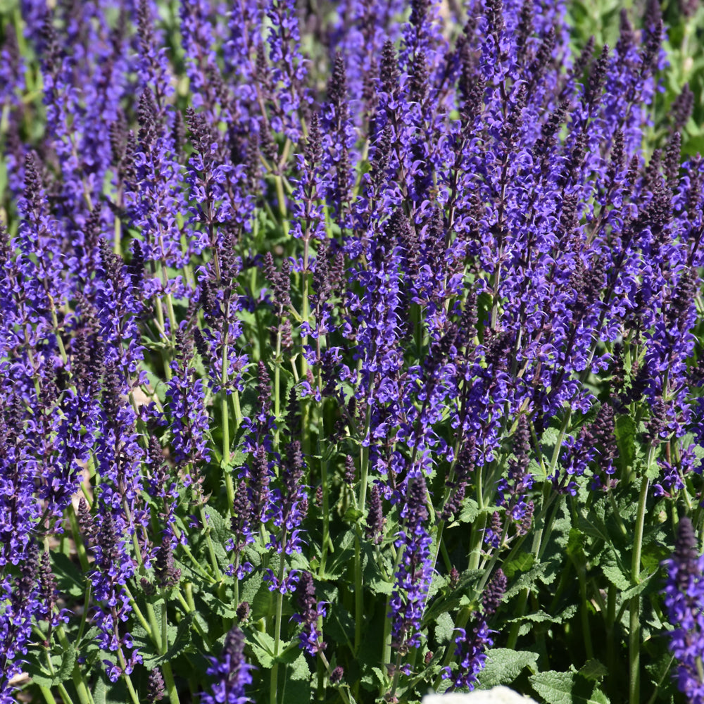 SALVIA MAY NIGHT