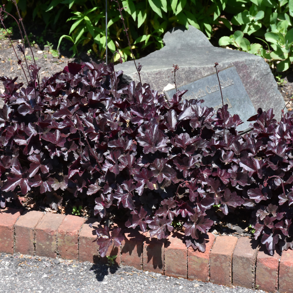 HEUCHERA OBSIDIAN
