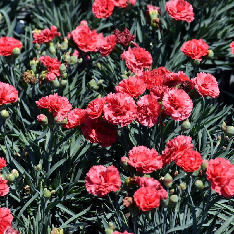 DIANTHUS EARLY BIRD CHILI