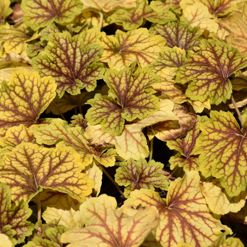 HEUCHERA RED LIGHTNING