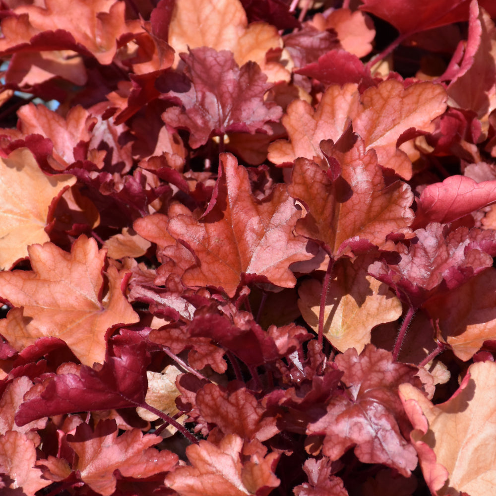 HEUCHERA FIRE ALARM
