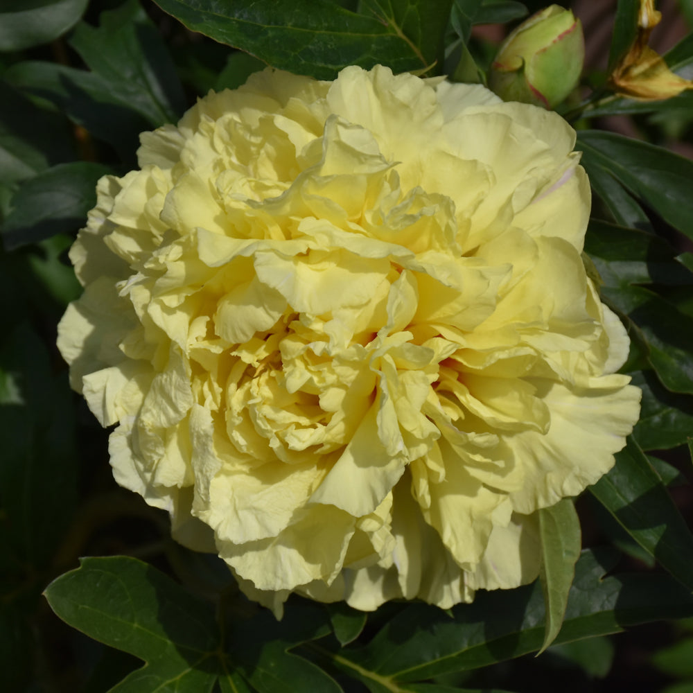 PAEONIA DUCHESSE DE LORRAINE