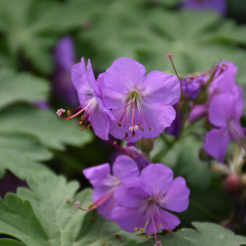 GERANIUM KARMINA