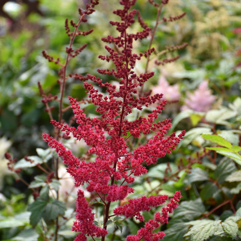 RADIE D'ASTILBE