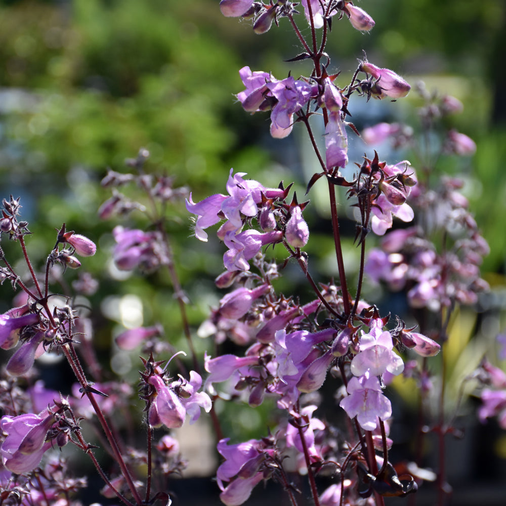 PENSTEMON MIDNIGHT MASQUERADE
