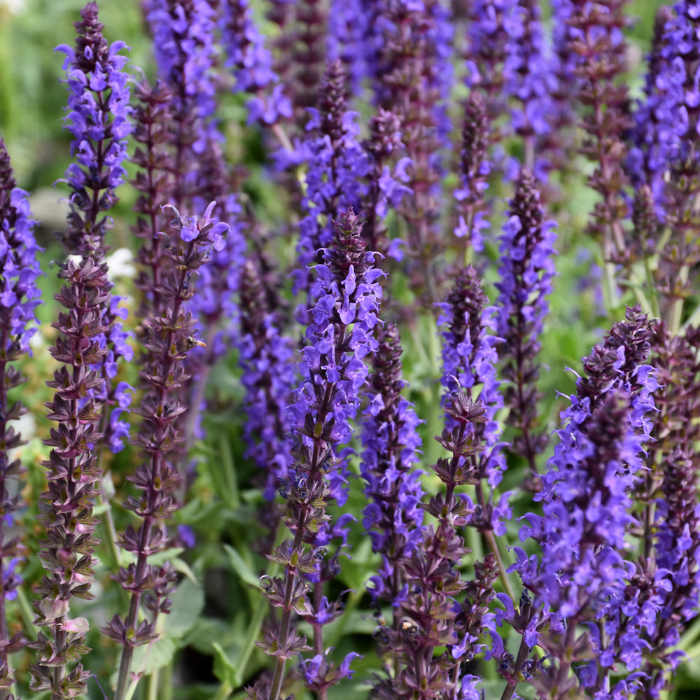 SALVIA LYRICAL BLUES