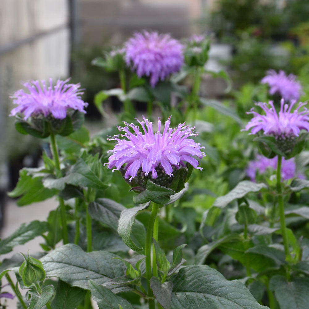 MONARDA SUGAR BUZZ BLUE MOON