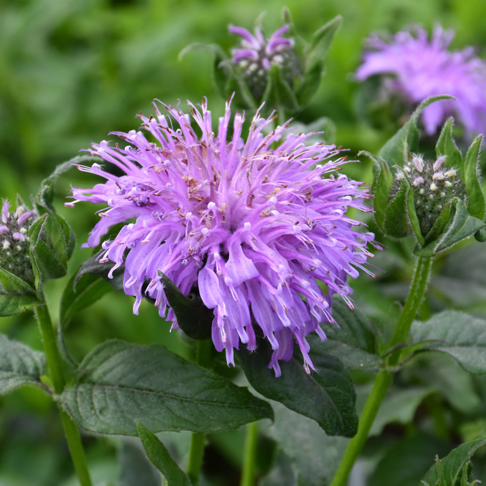 MONARDA SUGAR BUZZ BLUE MOON