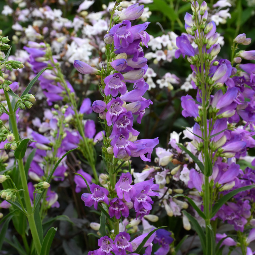PENSTEMON PRAIRIE DUSK