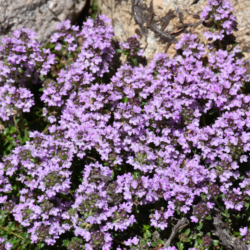 THYMUS PURPLE CARPET
