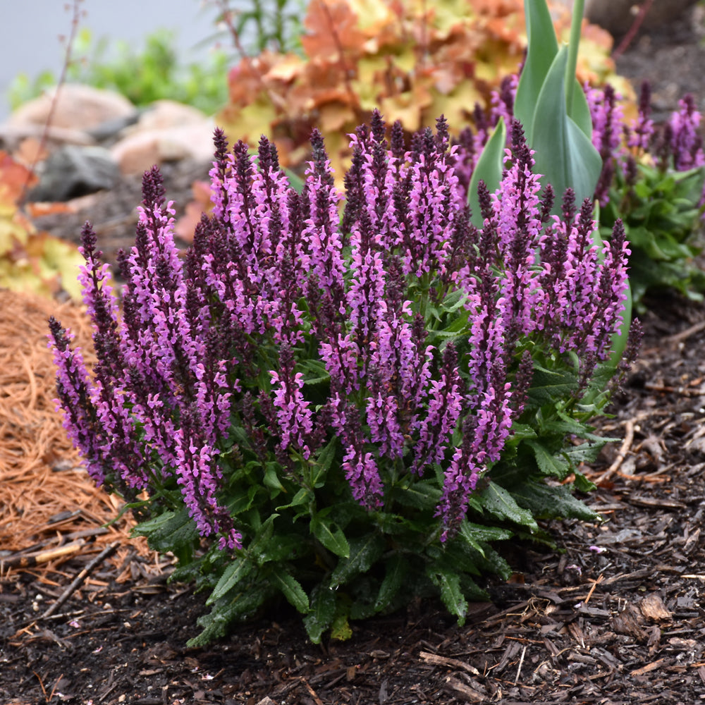 SALVIA BUMBLEBERRY