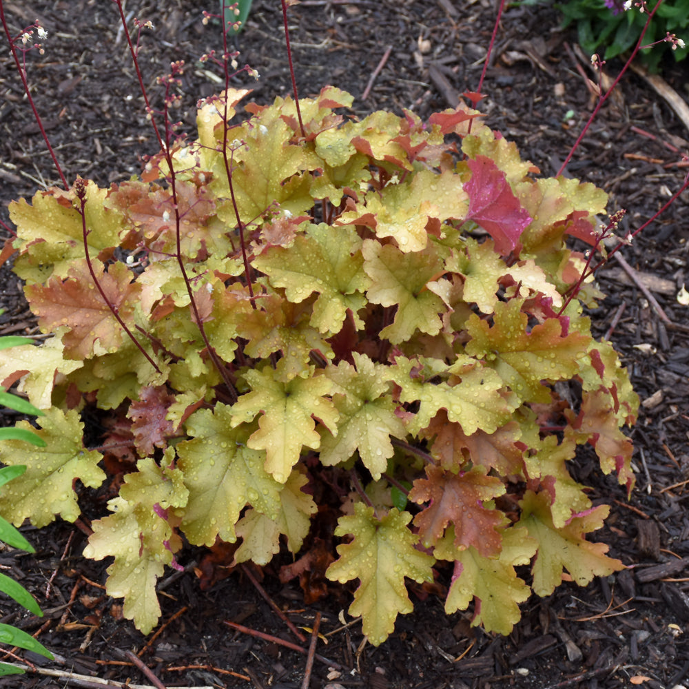 HEUCHERA MARMALADE