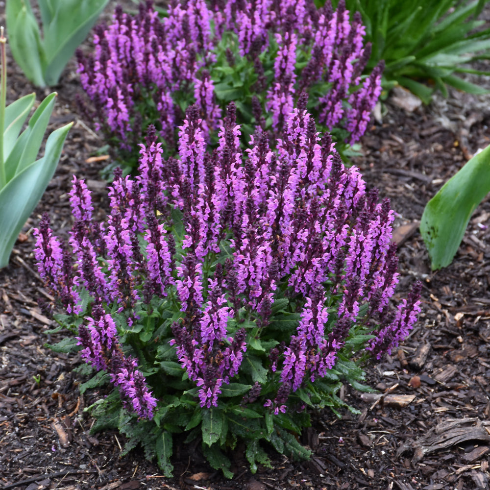 SALVIA BUMBLEBERRY