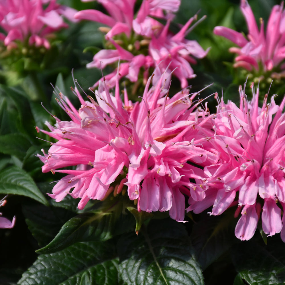 MONARDA ELECTRIC NEON PINK