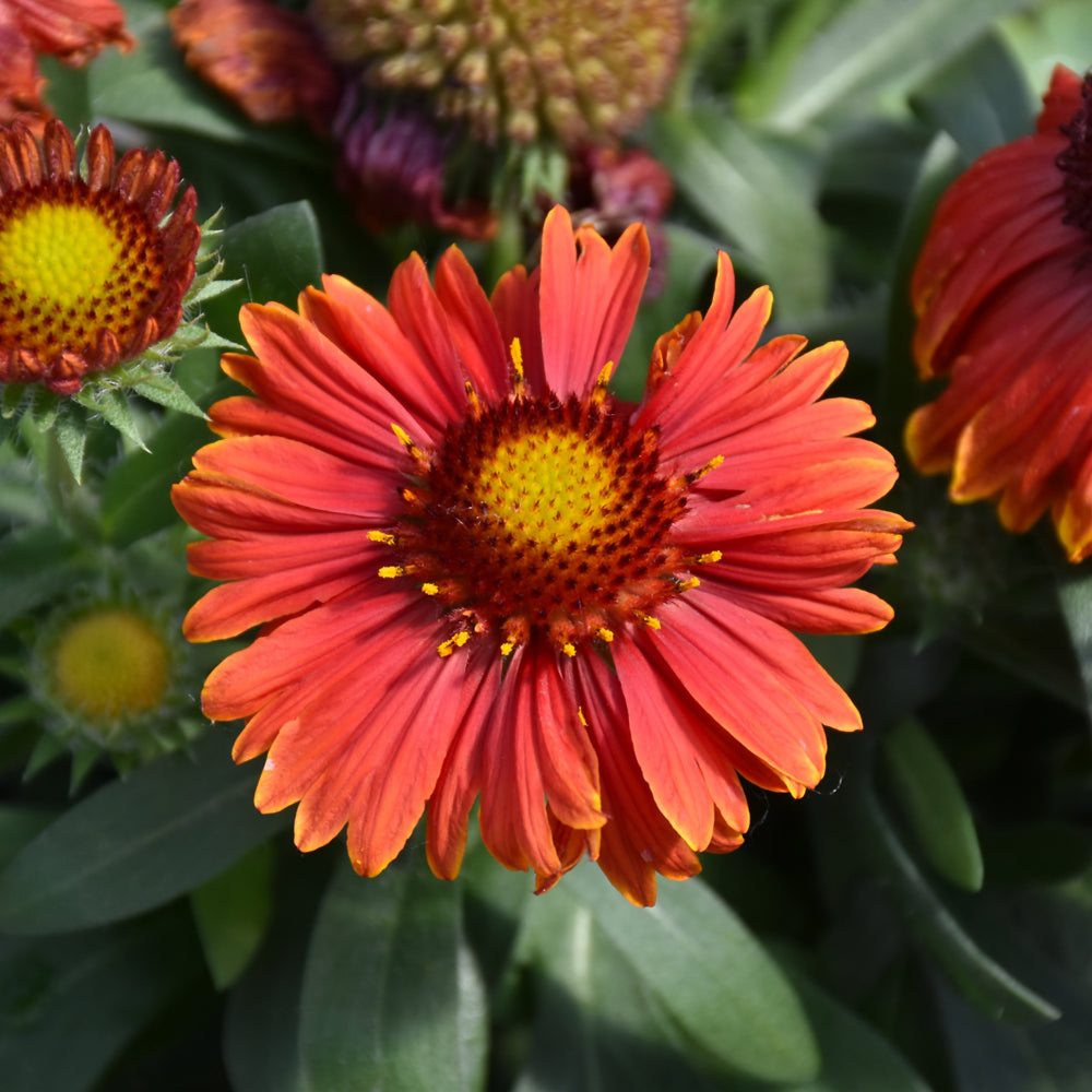 GAILLARDIA SPINTOP YELLOW TOUCH