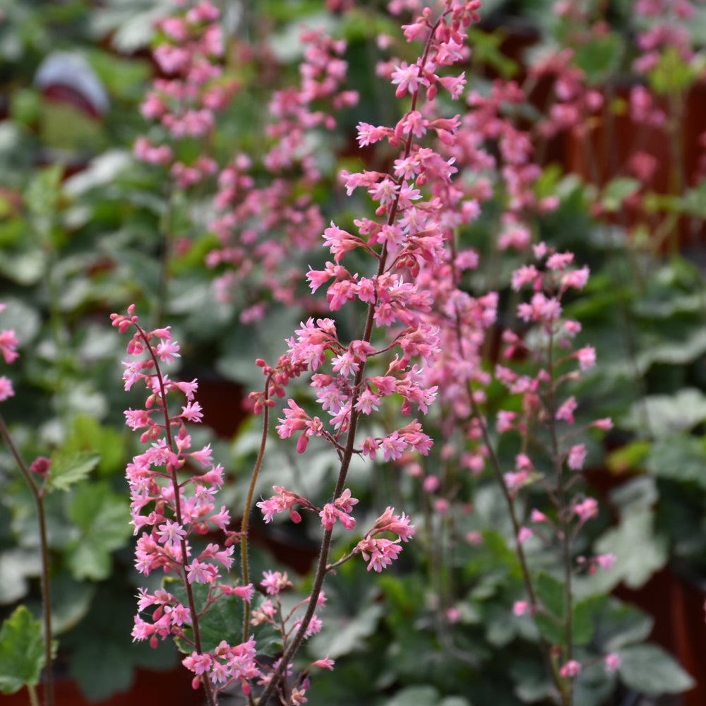 HEUCHERELLA PINK REVOLUTION