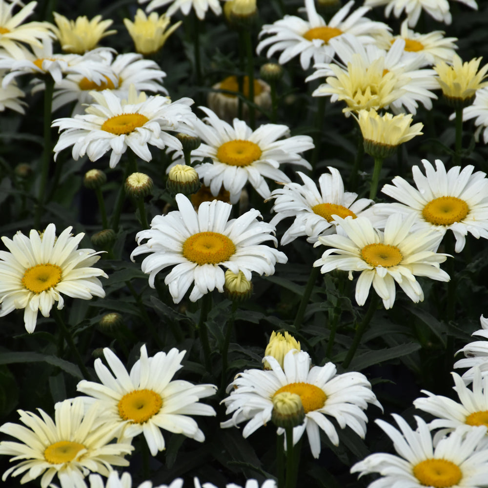 LEUCANTHEMUM BANANA CREAM
