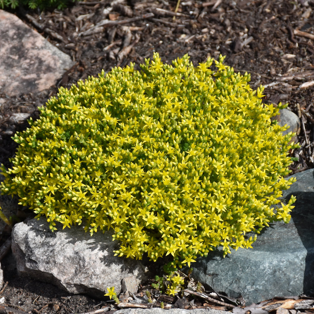 SEDUM ACRE AUREUM