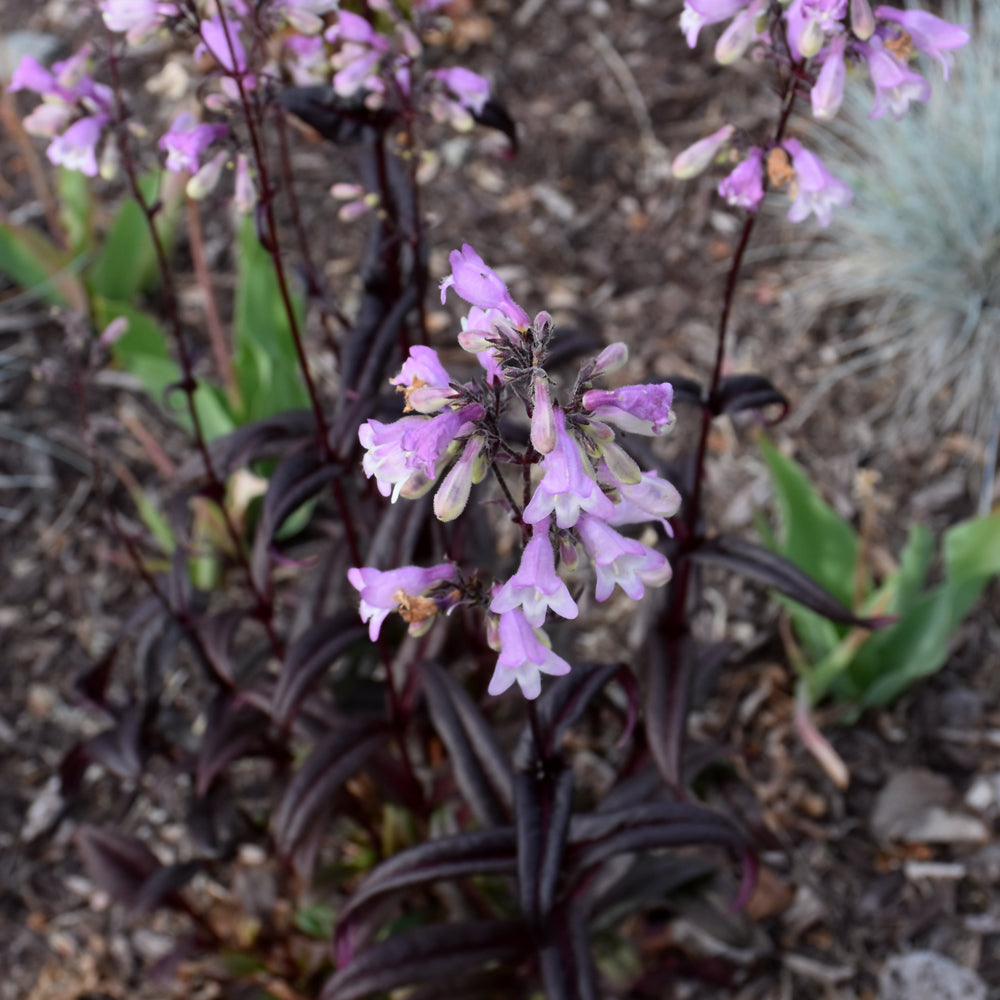 PENSTEMON MIDNIGHT MASQUERADE