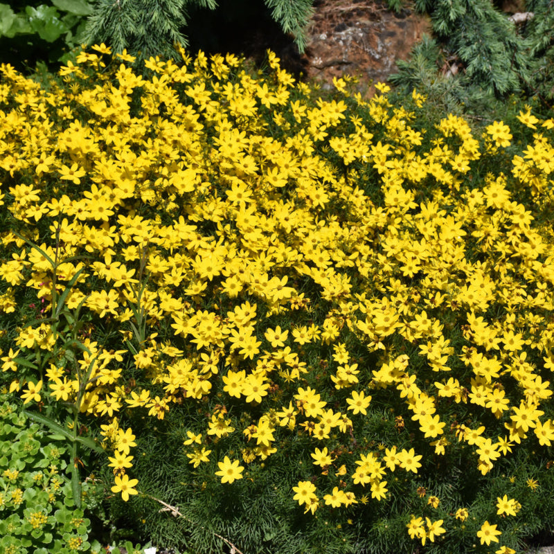 COREOPSIS ZAGREB