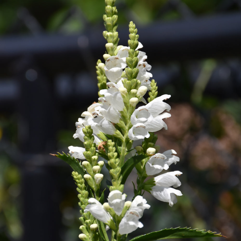 PHYSOSTEGIA CRYSTAL PEAK WHITE